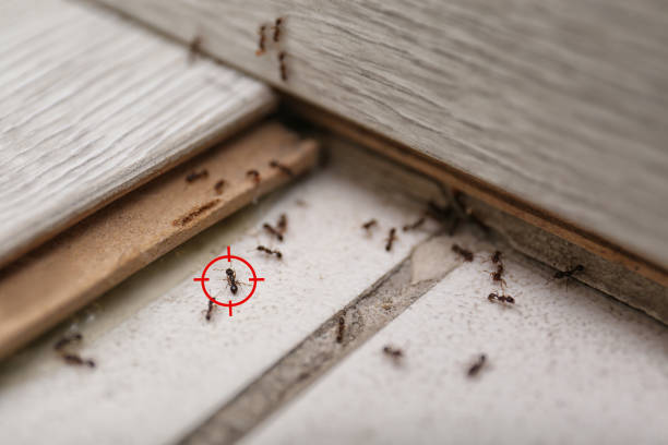 Spider Control Near Me in Oak Hill, OH