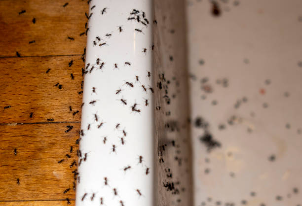 Best Best Pest Control Near Me  in Oak Hill, OH